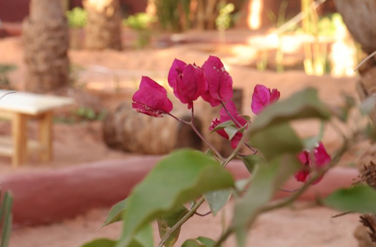 Le-Jardin-1