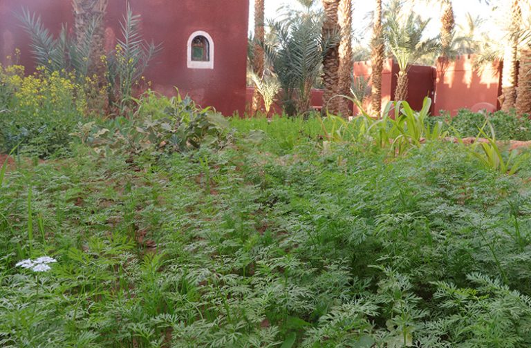 Le-Jardin-2
